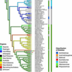 Phylogeny of Blattoidea (Dictyoptera: ...