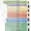 Plant bugs with swollen antennae: a morphology-based ...