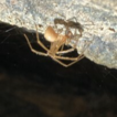 Two new subterranean Typhlonesticus (Araneae: ...