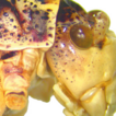 Merging taxonomy to systematics: A holistic ...