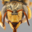 Genetic and multivariate morphometric ...