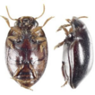 Larval ...