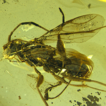 Discovery of the pincer wasp Thaumatodryininae ...