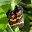 Taxonomic review, morphometry, and phylogenetic ...